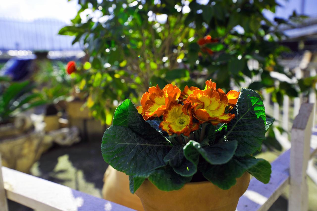 B&B Le Cycas Castellammare di Stabia Εξωτερικό φωτογραφία